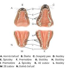 Image result for ochrana chrupu