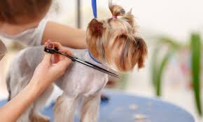 Maybe you would like to learn more about one of these? Dubai Dog Grooming Coupons And Vouchers Save Up To 70 On Dog Grooming In Dubai With Groupon Ae