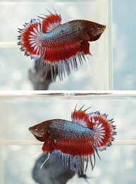 Pin Di Fancy Bettas