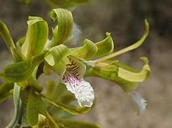 Image result for Eulophia elegans