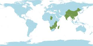 Image result for Courtoisina cyperoides