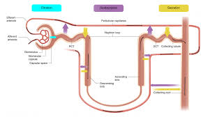 58 Abiding Physiology Of Urine Formation