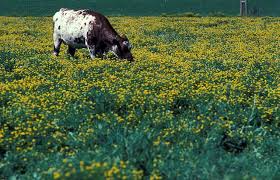 Image result for Lotus namulensis