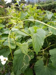 Image result for Momordica foetida
