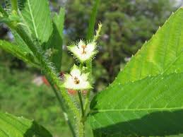 Image result for Caperonia