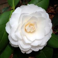White By The Gate Camellias Camellia Camellia Tree Flower Pots