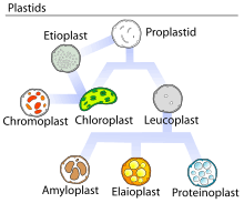 Is a plant cell simple or complex. Structural Biochemistry Cell Organelles Plant Cell Wikibooks Open Books For An Open World