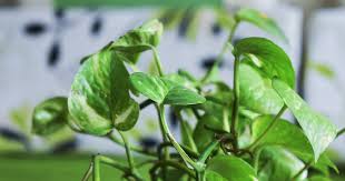 Temulawak merupakan salah satu jenis tanaman obat yang mudah ditemukan disekitar pekarangan. 20 Daftar Tanaman Obat Beserta Manfaatnya Untuk Kesehatan