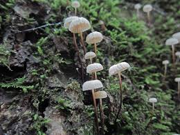 Image result for Marasmius rotula