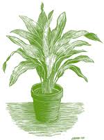 Image result for Aspidistra