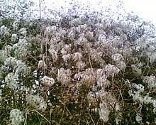 Definitions for pipestem clematis pipestem clematis. Clematis Wikiwand