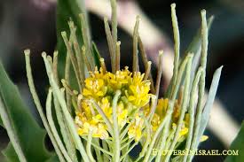Image result for Sisymbrium burchellii