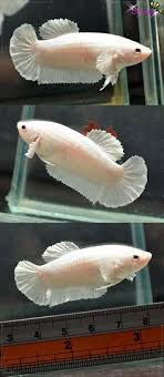 Show quality male betta for sale. 100 Giant Bettas Ideas Betta Fish Pet Betta Fish
