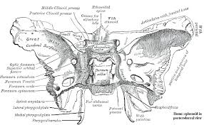 Image result for Sphenoid Bone