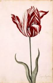 The upright flowers may be single or double, and vary in shape from. Tulip All You Need Is Biology