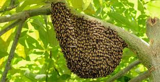 Wer ein wespennest bei sich im garten oder auf dem balkon entdeckt, darf es nicht einfach entfernen. Hilfe Beim Wespennest Im Haus Oder Garten