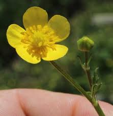 Image result for Schoenoplectus muriculatus