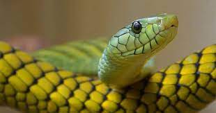 Apabila sobat mendapati mimpi seperti ini, kemungkinan besar itu adalah pertanda buruk. 5 Arti Mimpi Ular Saat Hamil Pertanda Baik Atau Buruk Popmama Com