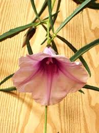 Image result for Turbina holubii