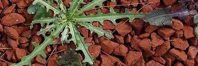 These types of weeds produce plenty of seeds for weed growth during the next year and years after it. Weeds Plants For All Seasons Since 1973