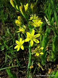 Image result for Eriospermum mackenii