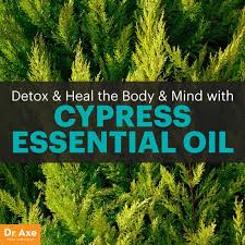 The best fertilizer for a leyland cypress. 8 Surprising Benefits Of Cypress Essential Oil Dr Axe