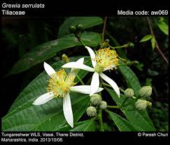 Image result for Grewia holtzii