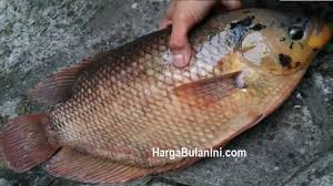 Ada dua jenis ikan kakap yang biasa di jual belikan yakni ikan kakap putih dan merah. Harga Ikan Gurame Per Kg Terbaru Juli 2021 Hargabulanini Com