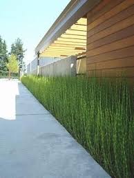 Horsetail Bamboo Must Do This At My Place By Hairstyle Tutorials Modern Garden Modern Landscaping Landscape Design