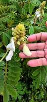 Image result for Tephrosia tanganicensis