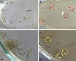 Also includes a comprehensive guide to starting out with coli. Frontiers Larvicidal Histopathological Antibacterial Activity Of Indigenous Fungus Penicillium Sp Against Aedes Aegypti L And Culex Quinquefasciatus Say Diptera Culicidae And Its Acetylcholinesterase Inhibition And Toxicity Assessment Of