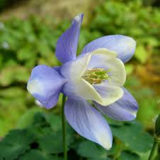 Pin On Garden Ideas