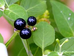 Image result for Solanum americanum