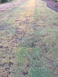 Zeon zoysia is the grass of the 2016 olympics in rio! Jamur Zoysia Sod Failing Advice Needed Landscaping