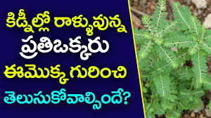 Maybe you would like to learn more about one of these? à°¨ à°² à°‰à°¸ à°° à°‰à°ªà°¯ à°— à°² à°• à°¡ à°¨ à°² à°° à°³ à°³ Nela Usiri Benefits In Telugu Youtube