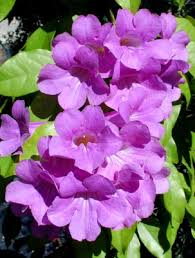 Image result for Mansoa