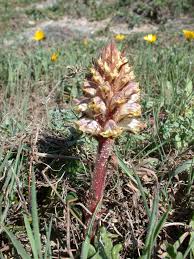 Image result for Agelanthus krausei