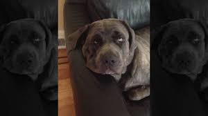 Paws on cook pet store. Arnold Helps Woman Fight Back Against Pet Store For Doggy Deception Pix11