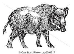 Wild Boar Stock Photos And Images 2 848 Wild Boar Pictures And Royalty Free Photography Available To Search From Thousands Of Animal Silhouette Boar Wild Boar