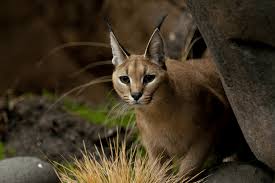 Hand raised and super sweet. Is It Legal To Have A Caracal Cat As A Pet Catman