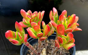 Image result for Crassula rhodesica