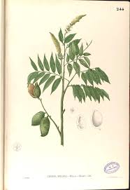 Image result for Crudia