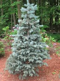 Check spelling or type a new query. Baby Blue Eyes Spruce Slow Growing 2 3 Per Year Height 10 15 Width 8 10 Dwarf Pyramidal Blue Often Mat Picea Pungens Blue Spruce Picea Pungens Glauca