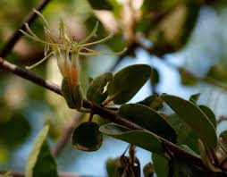 Image result for Erianthemum