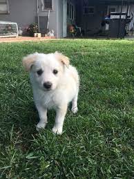 Litter Of 8 Border Collie Puppies For Sale In Bakersfield Ca Adn 28935 On Puppyfinder Com Border Collie Puppies For Sale Border Collie Border Collie Puppies