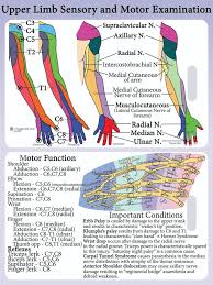 Miotomas Miembro Superior Physical Therapy Assistant Physical Therapy Student Physical Therapy