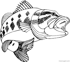 From goldfish to puffer fish, children will explore the world beneath the ocean surface using fish coloring pages. Bass Coloring Pages Coloringall