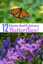 Check spelling or type a new query. 12 Perennials That Butterflies Find Irresistible