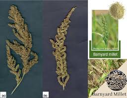 Image result for Echinochloa frumentacea