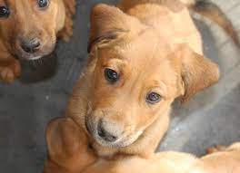 The adoption fee helps support our lifesaving mission, as the houston spca operates on 100% donations. Galleries Spca Knysna Plett Herald
